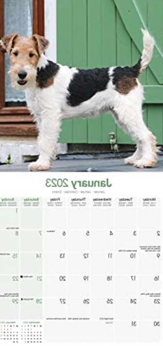 Fox Terrier Calendars