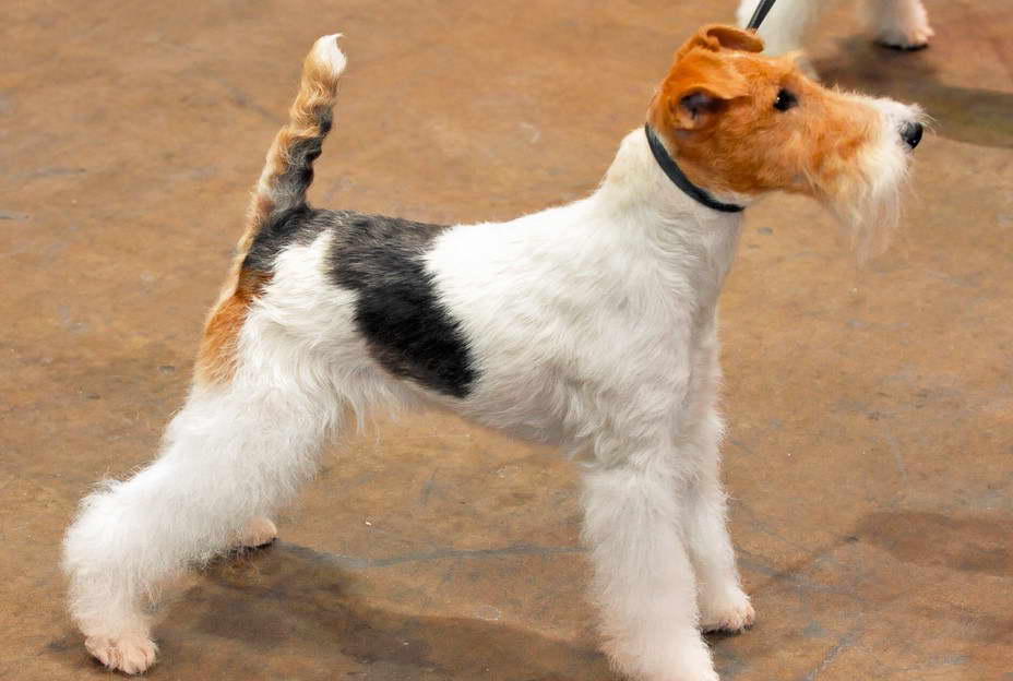 Fox Terrier Club UK