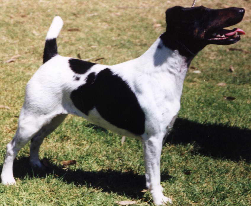 Fox Terrier Club