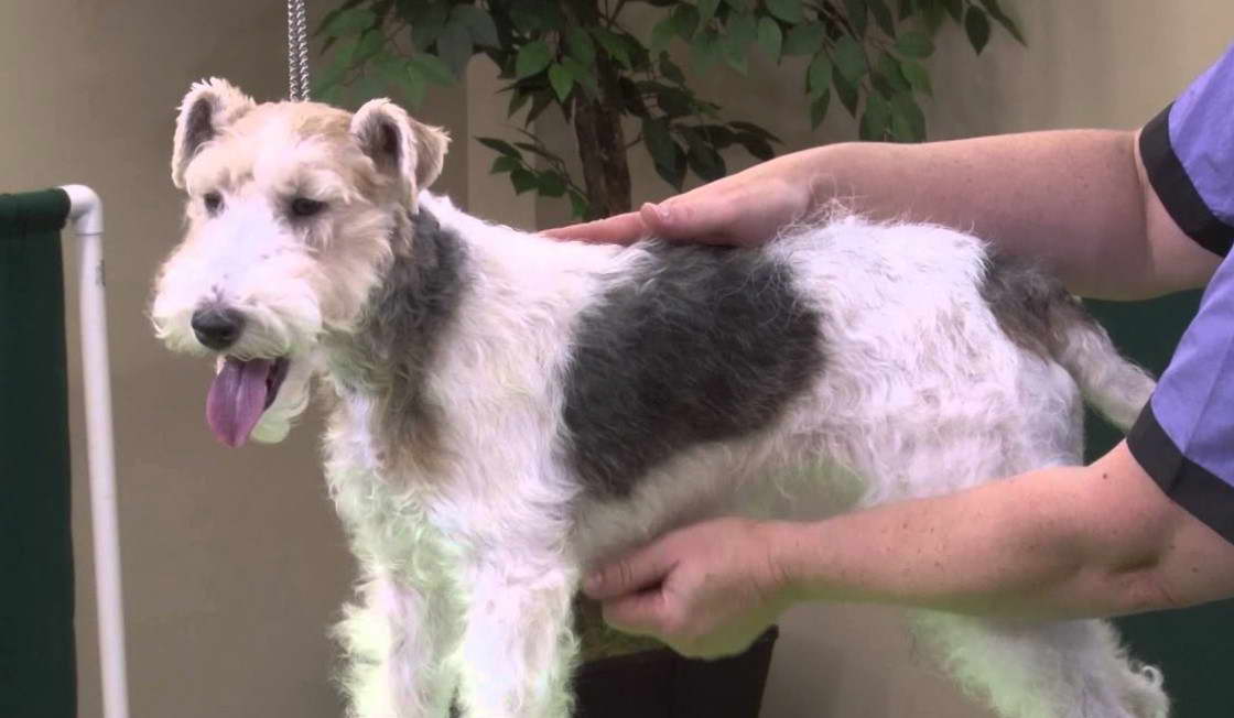 fox terrier grooming pictures