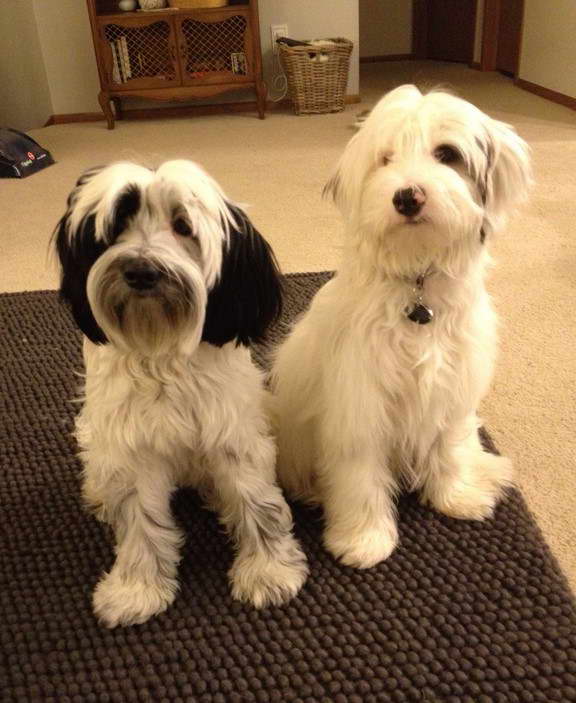 Full Grown Tibetan Terrier Poodle Mix