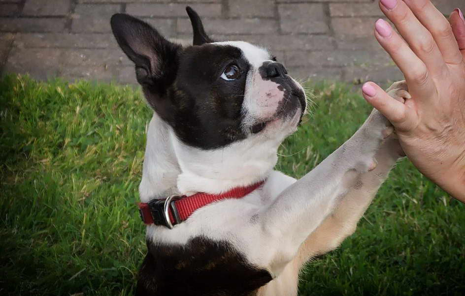 Funny Girl Boston Terrier Names