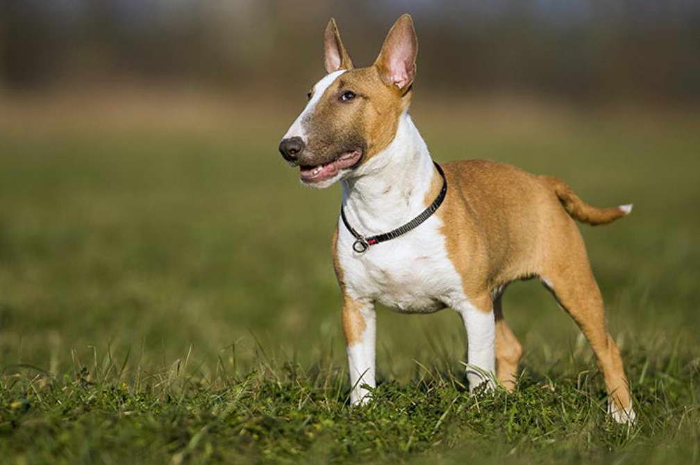 Furry Bull Terrier