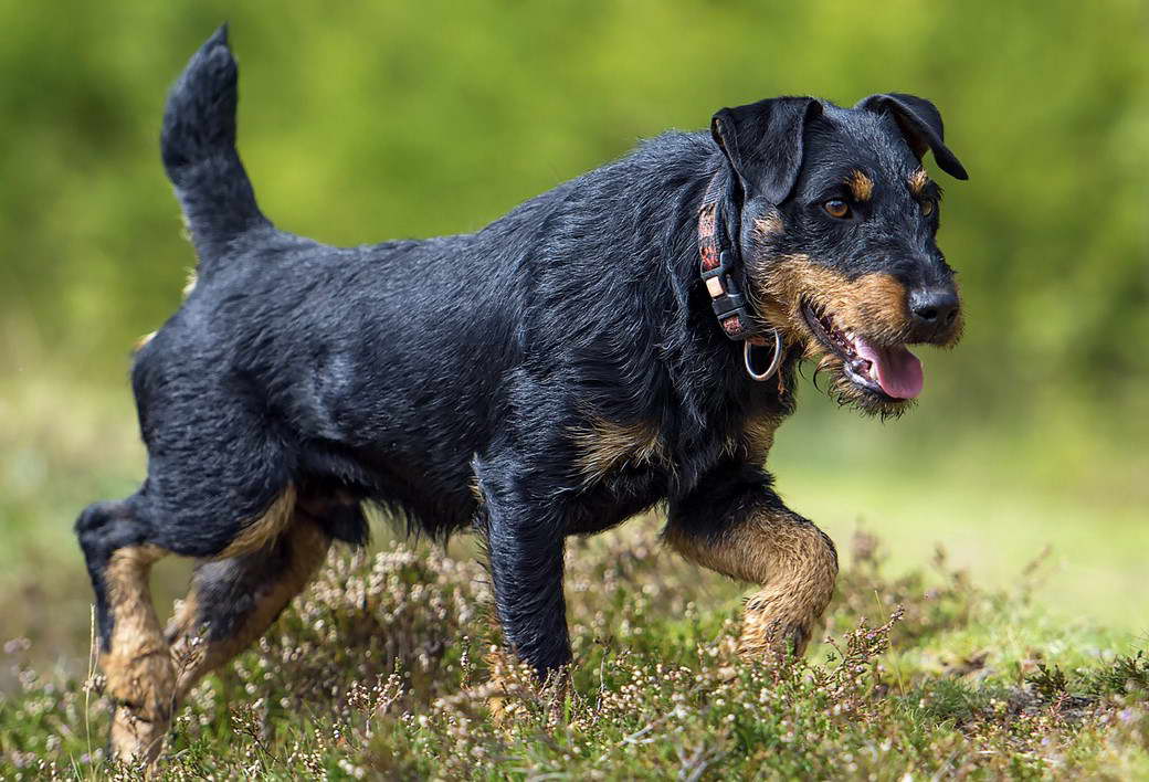 German Hunting Terrier Breeders USA