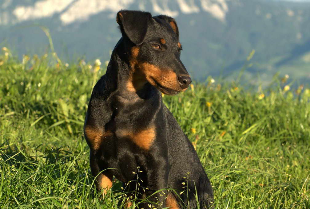 German Hunting Terrier Jagdterrier