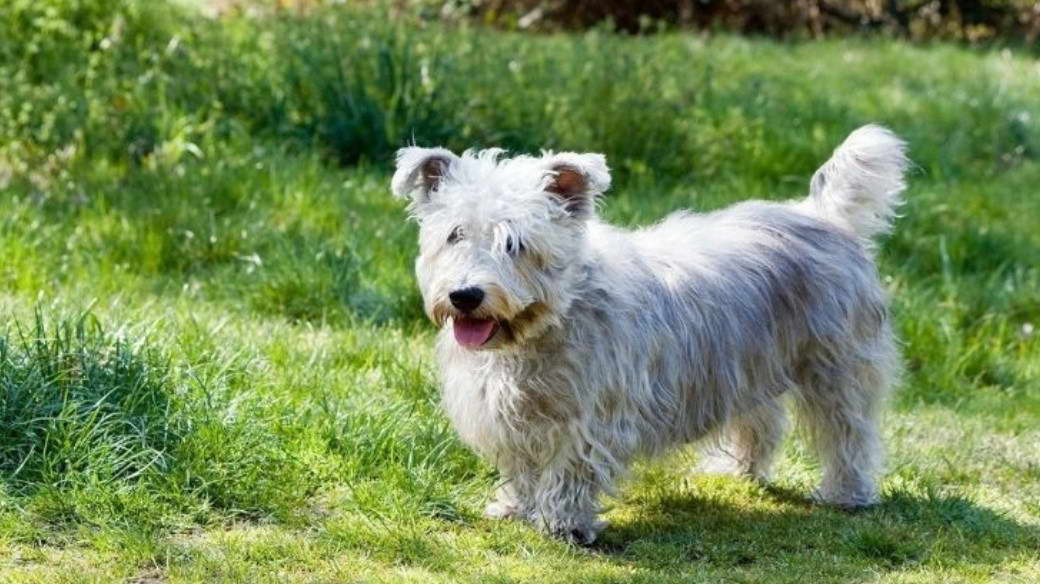 Glen Of Imaal Terrier Breeders Australia