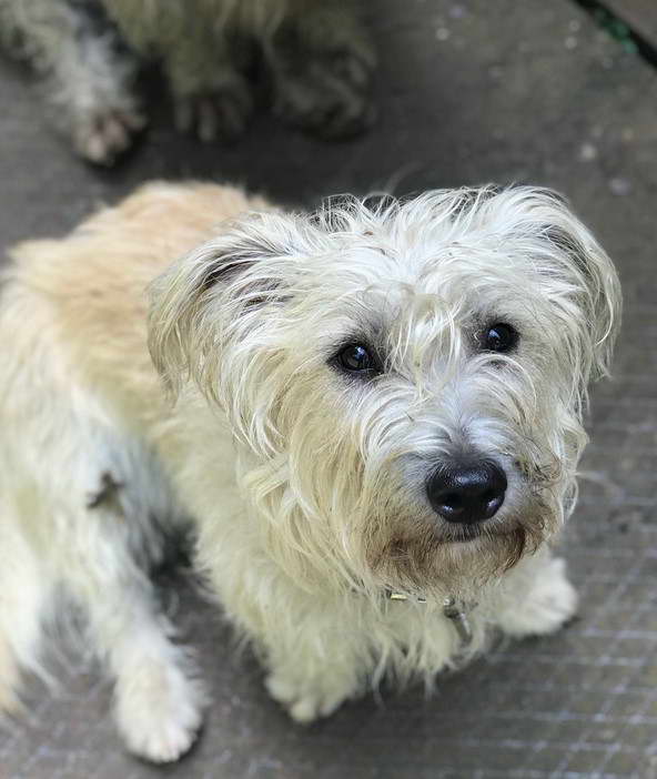 Glen Of Imaal Terrier Cross