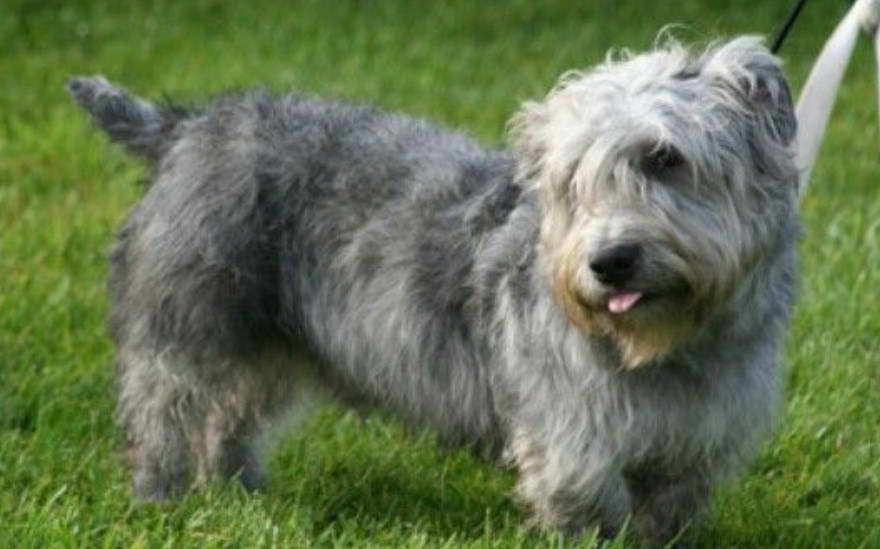 Glen of Imaal Terrier Hypoallergenic