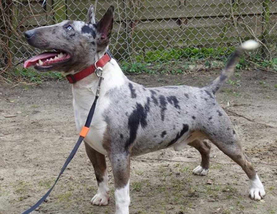 Gray Bull Terrier