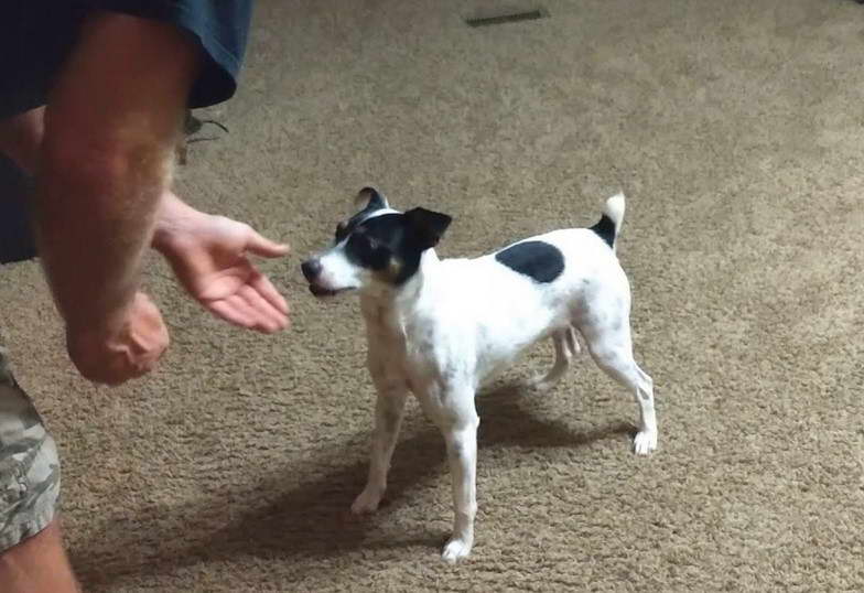 Jack Russell Terrier And Feist Mix