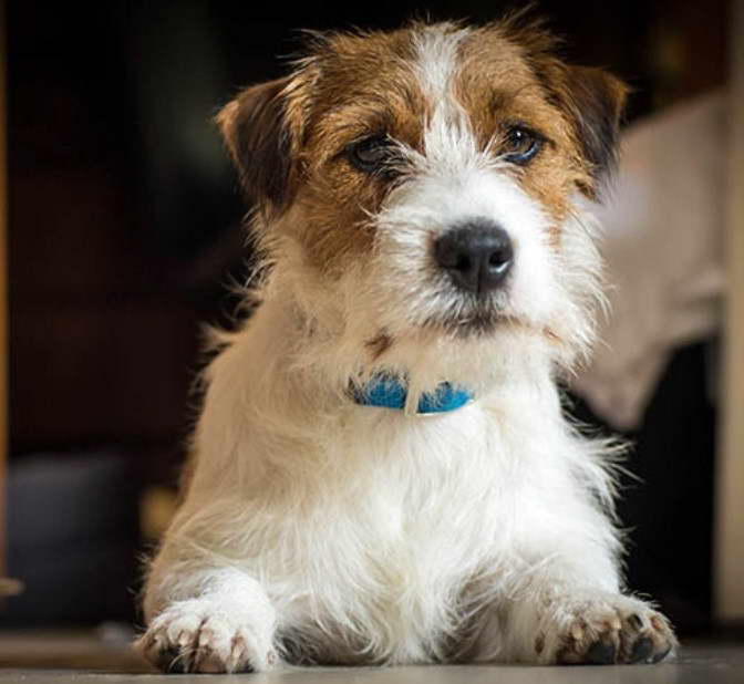 Jack Russell Terrier Anxiety