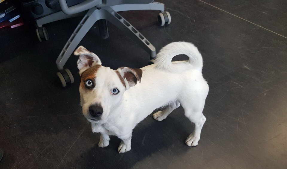 Jack Russell Terrier Blue Eyes