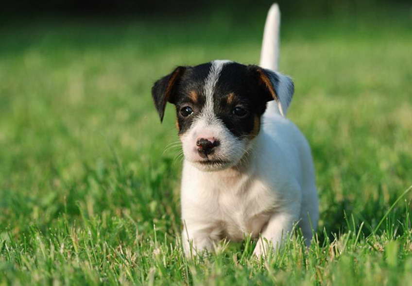 Jack Russell Terrier Breeders Association