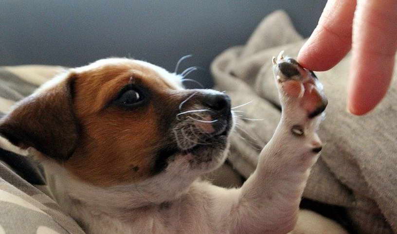 Jack Russell Terrier Breeders in Alabama