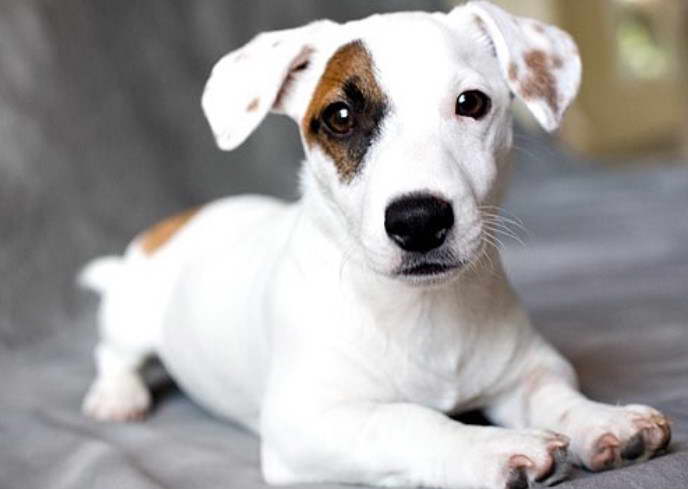 Jack Russell Terrier Breeders in Arkansas