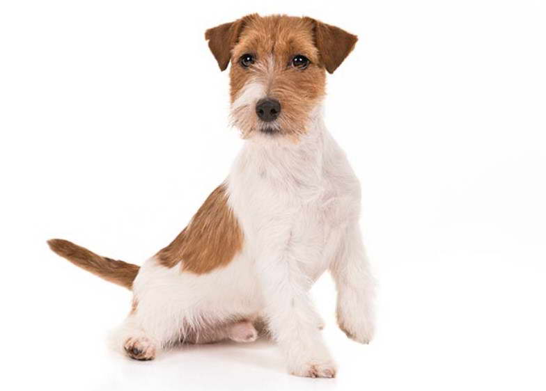 Jack Russell Terrier Breeders Northern California