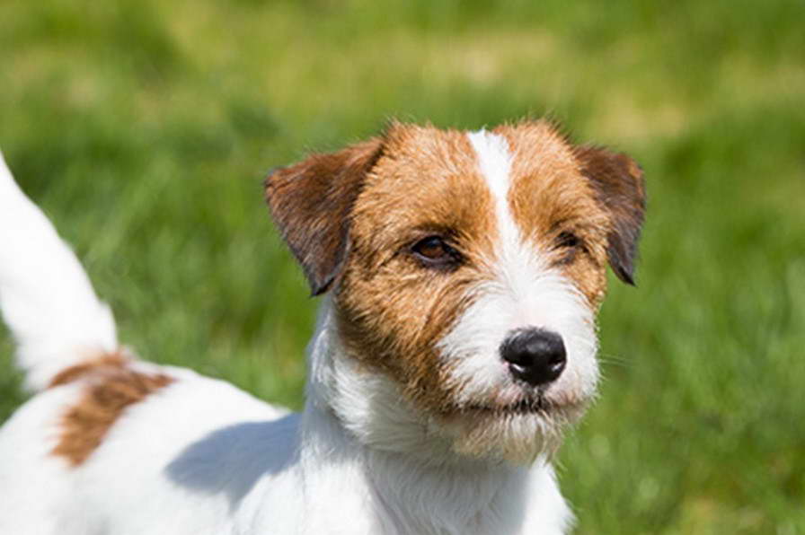 Jack Russell Terrier FCI Standard