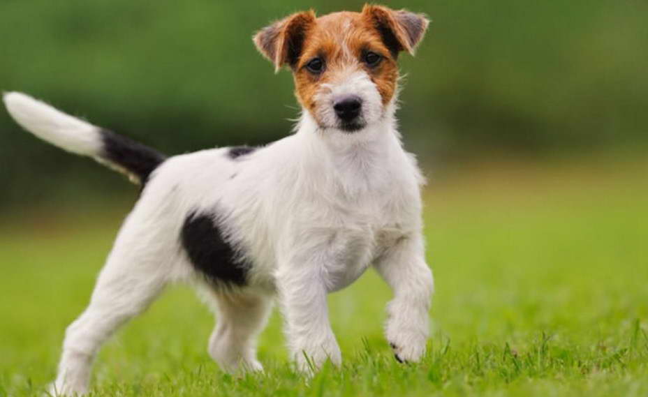 Jack Russell Terrier For Adoption in Malaysia