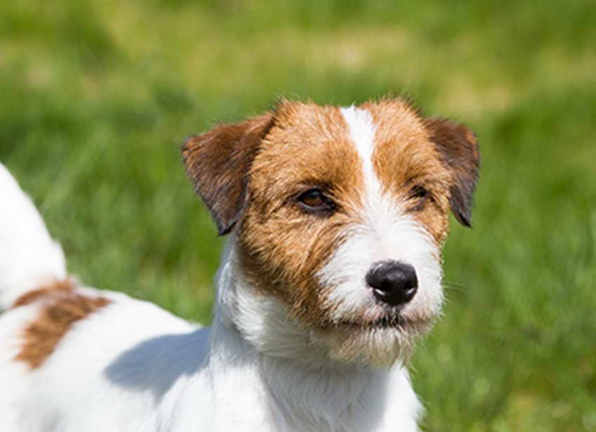 Jack Russell Terrier For Sale AZ