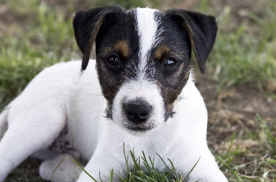 Jack Russell Terrier For Sale Price