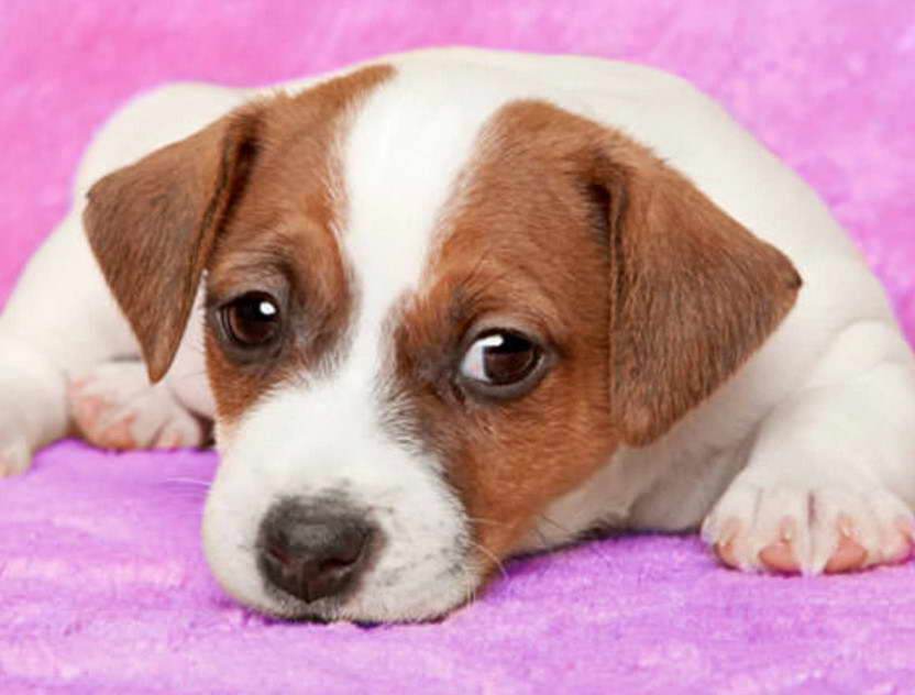 Jack Russell Terrier Health Information