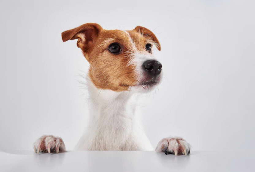 Jack Russell Terrier Imagenes