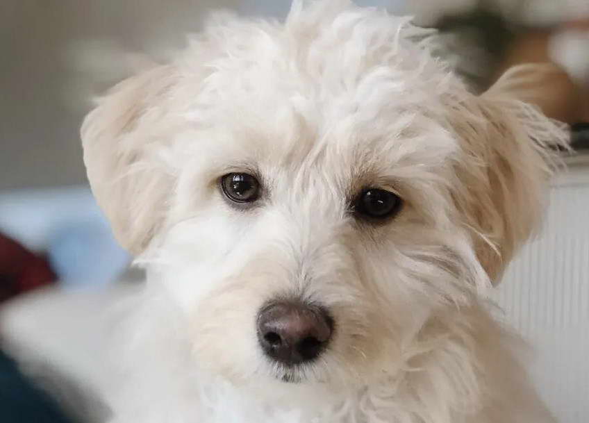 Jack Russell Terrier Maltipoo Mix