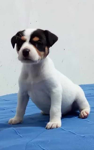 Jack Russell Terrier Medellin