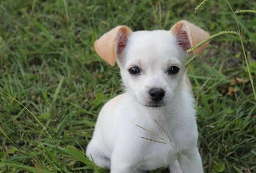 Jack Russell Terrier Mixed With Chihuahua For Sale