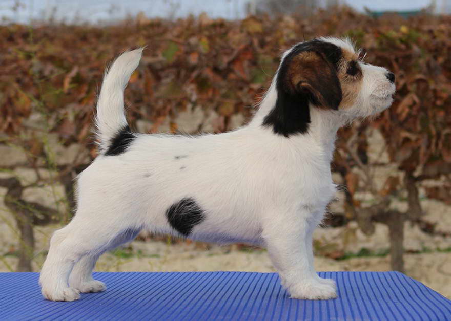 jack russell terrier pelo duro criadero