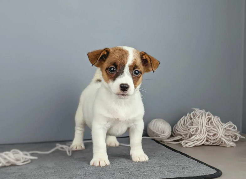 Jack Russell Terrier Price in Chennai