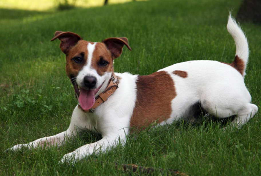 Jack Russell Terrier Puppies Austin Texas