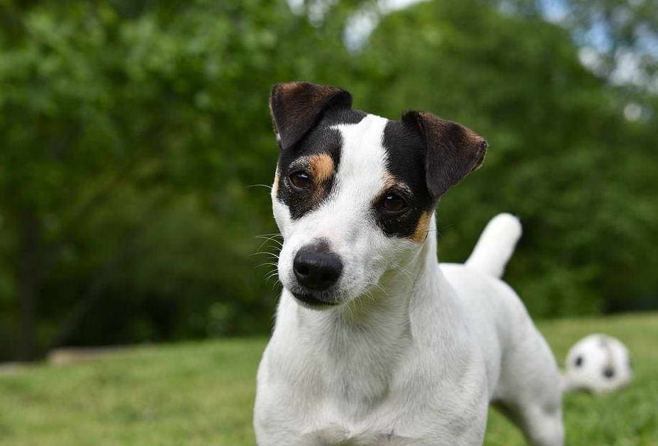 Jack Russell Terrier Puppies For Sale In Arkansas