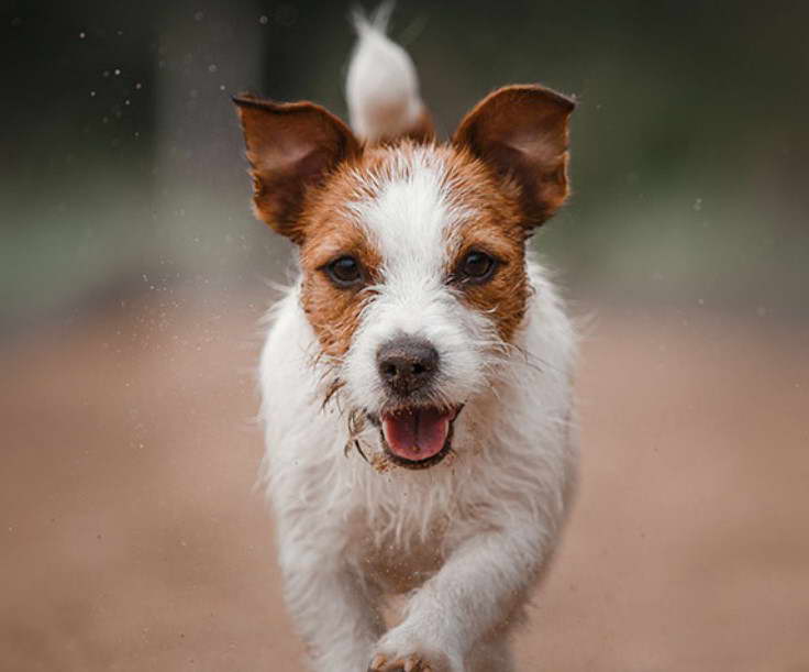 Jack Russell Terrier Puppies For Sale In Atlanta