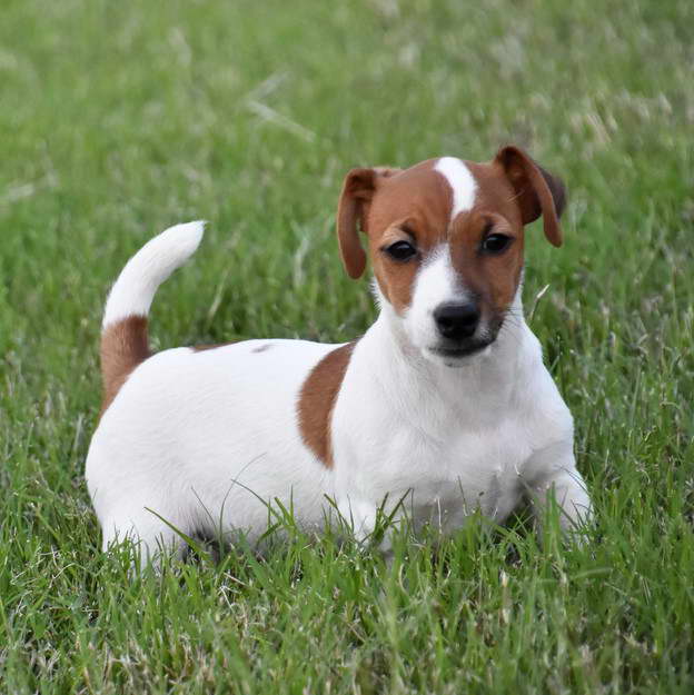 Jack Russell Terrier Puppies For Sale Oklahoma