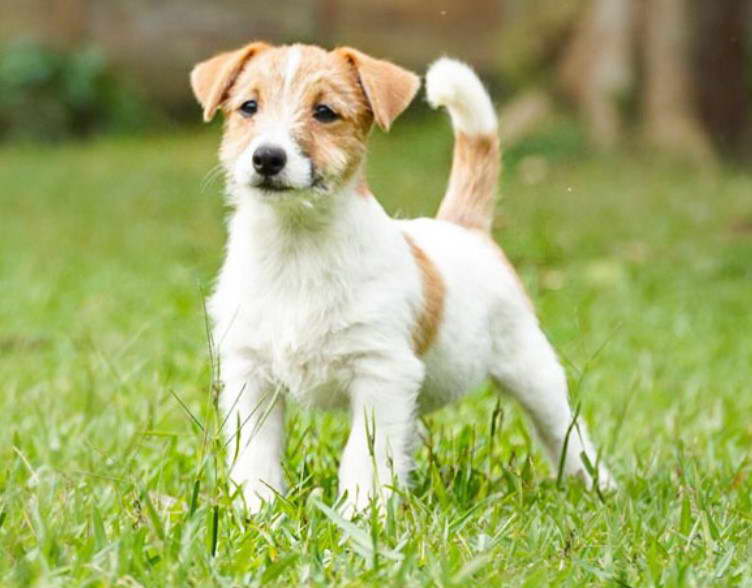 Jack Russell Terrier Puppies Oregon