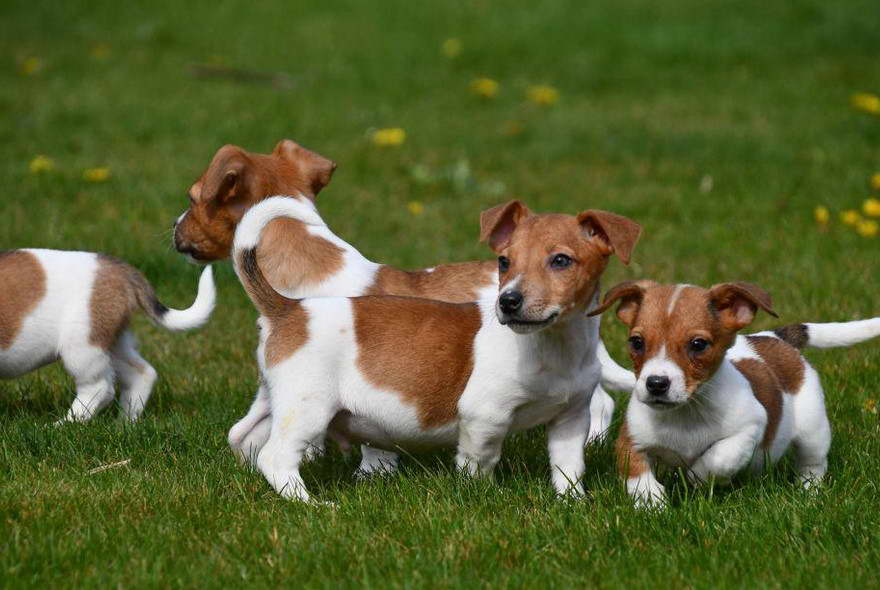 Jack Russell Terrier Puppies Te Koop