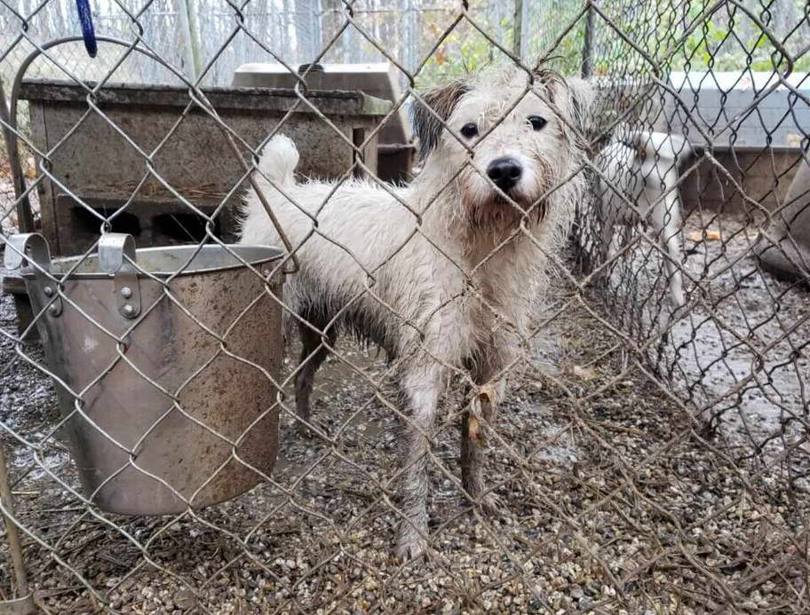 Jack Russell Terrier Rescue Arkansas