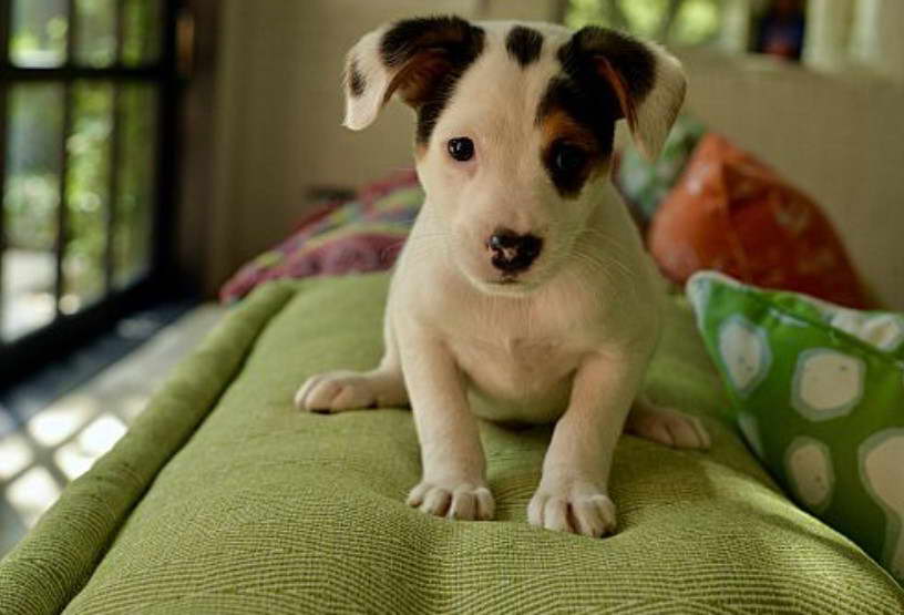 Jack Russell Terrier Rescue in Texas