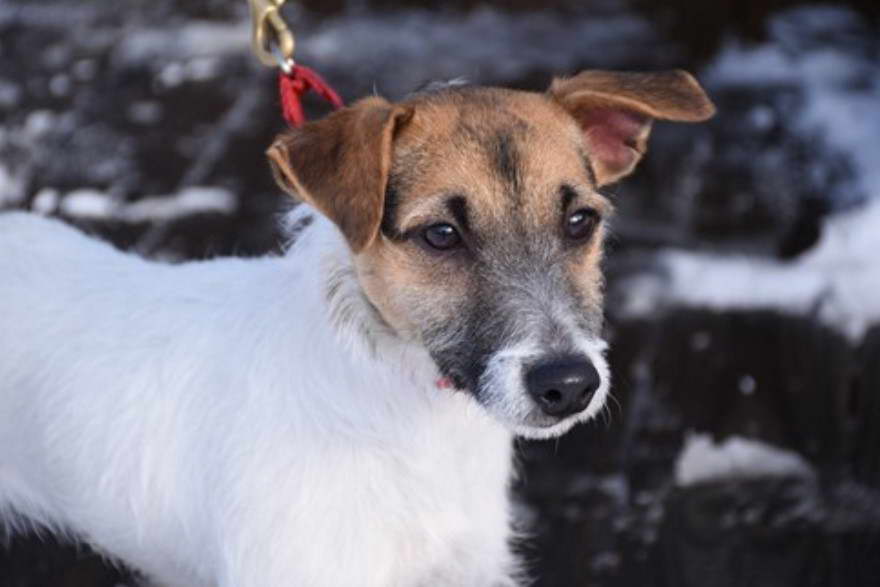 Jack Russell Terrier Rescue Massachusetts