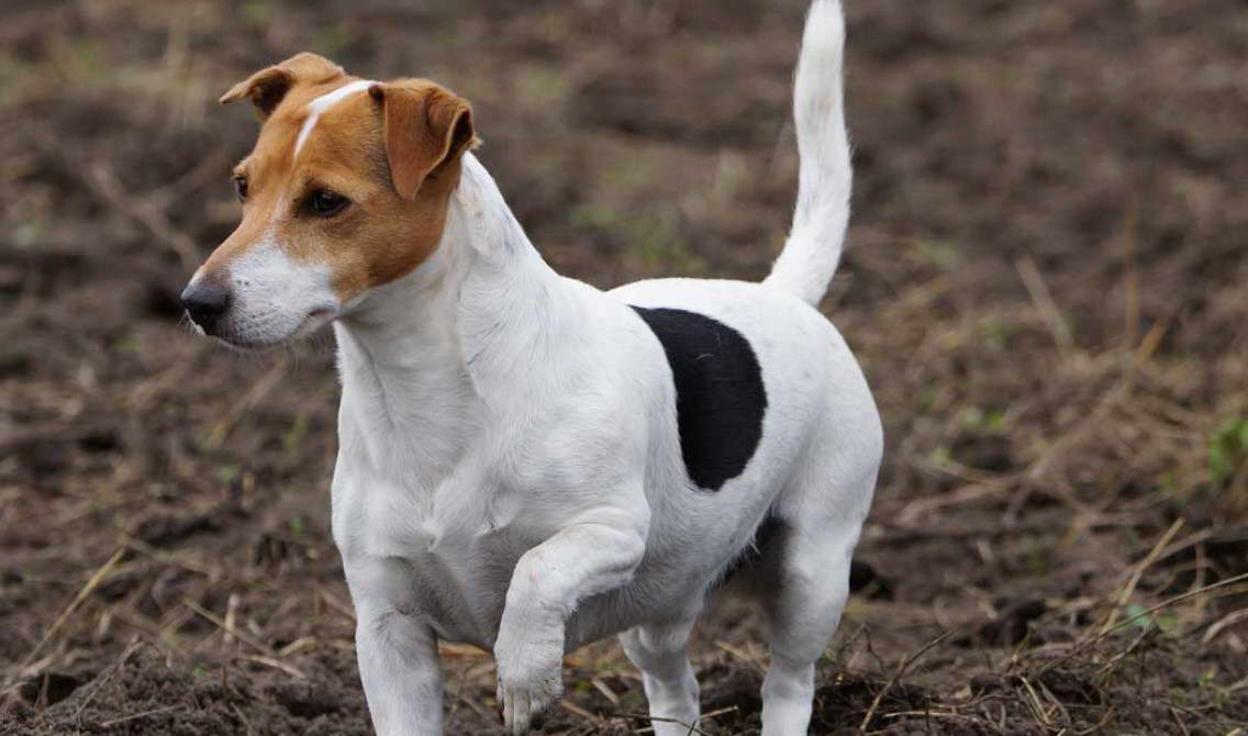 jack russell terrier temperamento obstinado