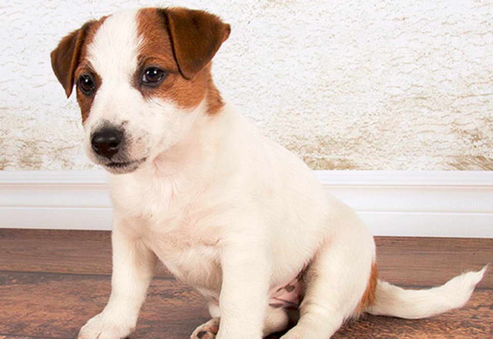 Jack Russell Terrier Tulsa OK