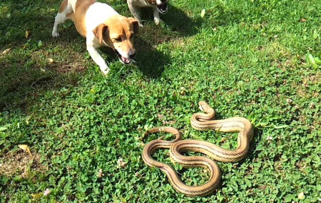 Jack Russell Terrier Vs Cobra