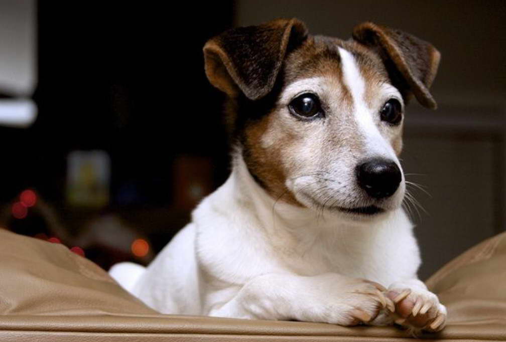 Jack Russell Terrier Waiting For Santa