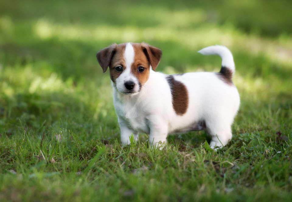 Jack Russell Terrier Welpen Sterreich