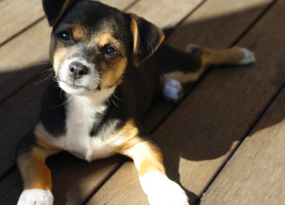 Jack Russell Terrier Yorkie Mix For Sale