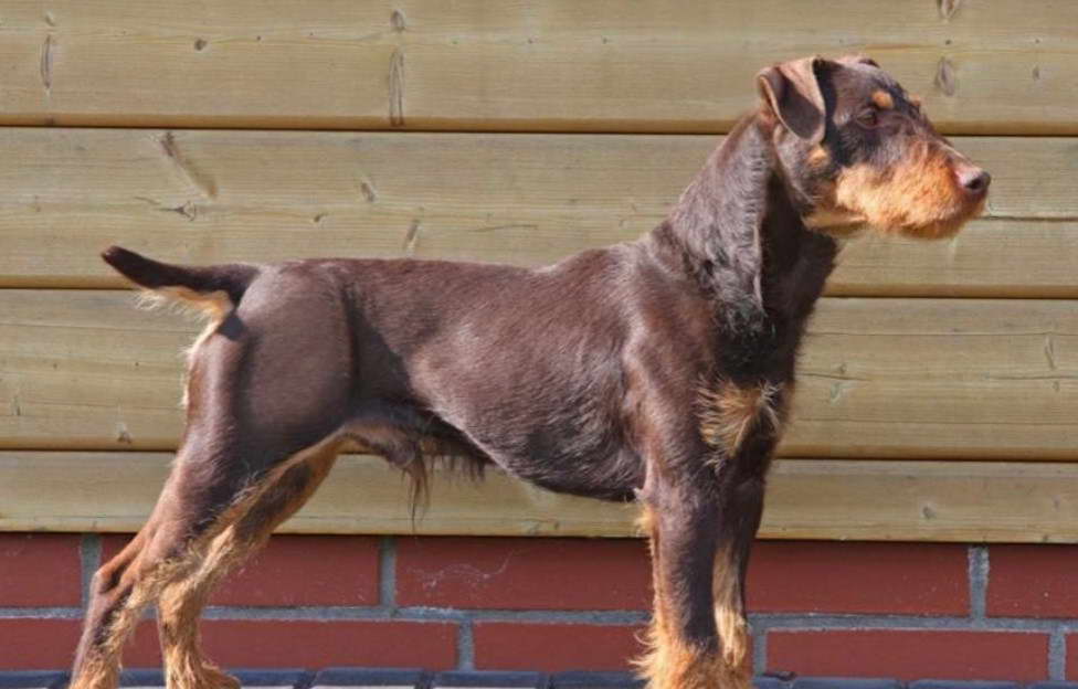 Jagd Terrier Chocolat