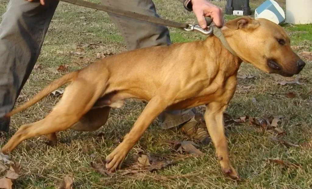 jeep american pitbull terrier