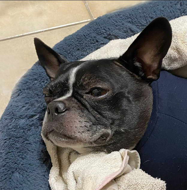 Boston Terrier Spay Recovery