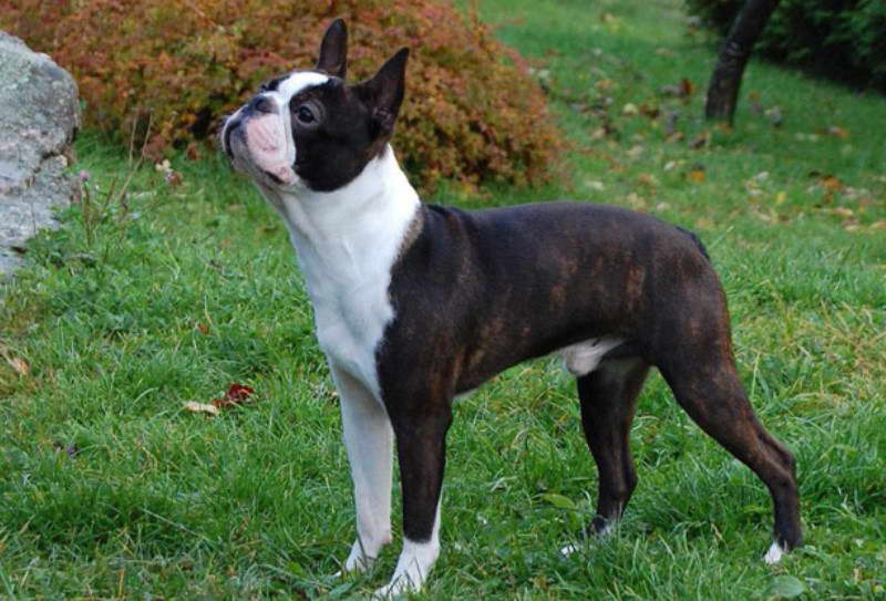 Boston Terrier Springfield Mo